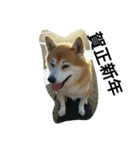 柴犬ムック5（個別スタンプ：1）