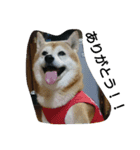 柴犬ムック5（個別スタンプ：2）