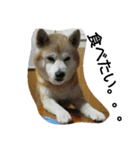 柴犬ムック5（個別スタンプ：3）