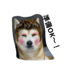 柴犬ムック5（個別スタンプ：4）