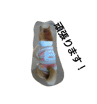 柴犬ムック5（個別スタンプ：5）