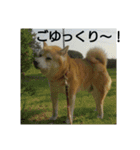 柴犬ムック5（個別スタンプ：6）