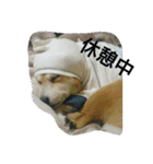 柴犬ムック5（個別スタンプ：7）