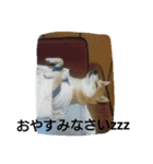 柴犬ムック5（個別スタンプ：8）