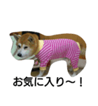 柴犬ムック5（個別スタンプ：9）