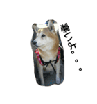柴犬ムック5（個別スタンプ：10）