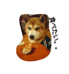 柴犬ムック5（個別スタンプ：11）