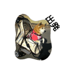 柴犬ムック5（個別スタンプ：12）