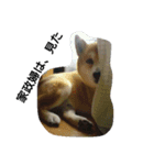 柴犬ムック5（個別スタンプ：13）