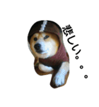 柴犬ムック5（個別スタンプ：14）