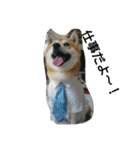 柴犬ムック5（個別スタンプ：15）