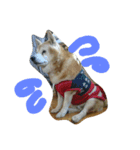 柴犬ムック5（個別スタンプ：16）