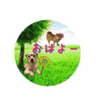 柴犬と白い雑種犬-20（個別スタンプ：1）