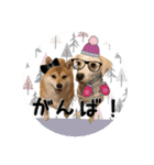 柴犬と白い雑種犬-20（個別スタンプ：5）