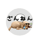 柴犬と白い雑種犬-20（個別スタンプ：6）