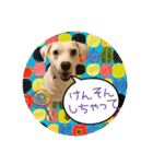 柴犬と白い雑種犬-20（個別スタンプ：9）