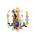 柴犬と白い雑種犬-20（個別スタンプ：17）