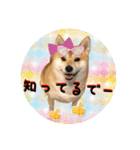 柴犬と白い雑種犬-20（個別スタンプ：25）