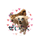 柴犬と白い雑種犬-20（個別スタンプ：31）