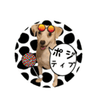 柴犬と白い雑種犬-20（個別スタンプ：35）