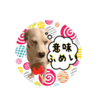 柴犬と白い雑種犬-20（個別スタンプ：36）