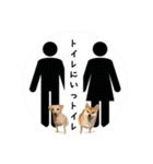 柴犬と白い雑種犬-20（個別スタンプ：38）