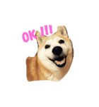 柴犬 ちろ（個別スタンプ：1）