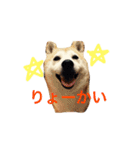 柴犬 ちろ（個別スタンプ：2）