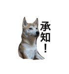 柴犬 ちろ（個別スタンプ：3）