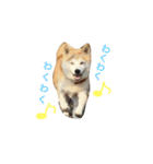 柴犬 ちろ（個別スタンプ：5）