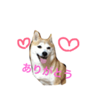 柴犬 ちろ（個別スタンプ：6）