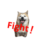 柴犬 ちろ（個別スタンプ：7）