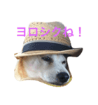 柴犬 ちろ（個別スタンプ：8）