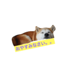 柴犬 ちろ（個別スタンプ：10）