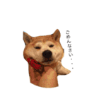 柴犬 ちろ（個別スタンプ：11）