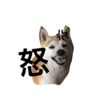 柴犬 ちろ（個別スタンプ：12）