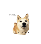 柴犬 ちろ（個別スタンプ：13）
