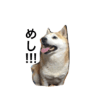柴犬 ちろ（個別スタンプ：14）