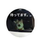 柴犬 ちろ（個別スタンプ：15）