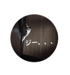 柴犬 ちろ（個別スタンプ：16）