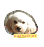 Marupu Ren（個別スタンプ：1）
