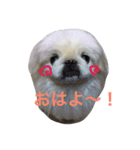 ココのいる生活（個別スタンプ：1）