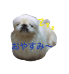 ココのいる生活（個別スタンプ：2）