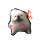 ココのいる生活（個別スタンプ：4）