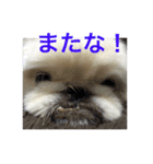 ココのいる生活（個別スタンプ：8）