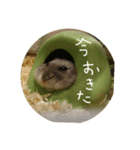 ハムスターのけだま（個別スタンプ：1）