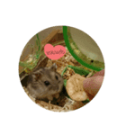 ハムスターのけだま（個別スタンプ：3）