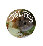 ハムスターのけだま（個別スタンプ：4）