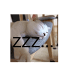 きよまるはなまる（個別スタンプ：6）