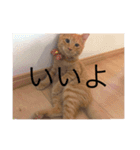 きよまるはなまる（個別スタンプ：7）